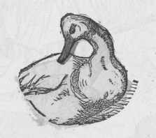 Old_Mother_Duck