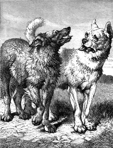 THE HOUSE DOG AND THE WOLF.
