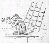 monkeys in the rigging