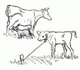 calf, cow and goat