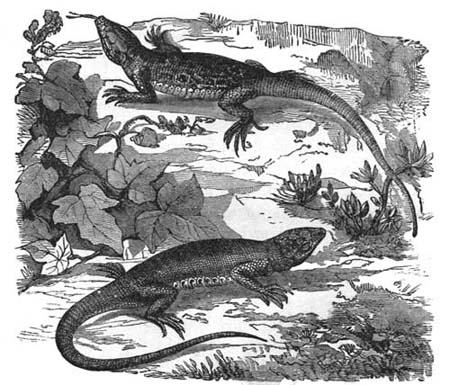 Green and Spotted Lizards.