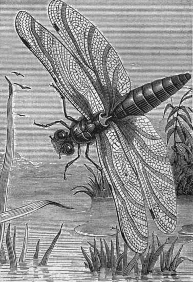 The Dragon-Fly.