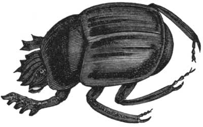 The Scarabæus.