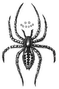 The Common House-Spider.