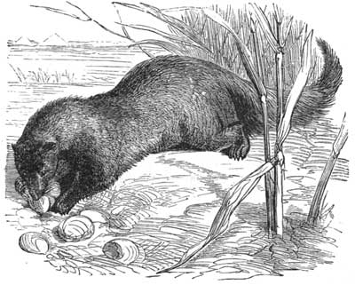 The Egyptian Ichneumon sucking Crocodile's Eggs.