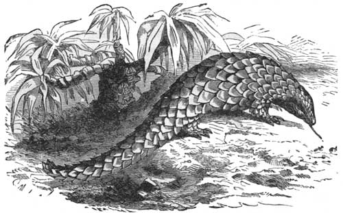 The Short-tailed Pangolin.