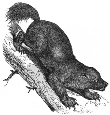 The Glutton, or Wolverine.