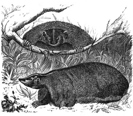 The American Badger.