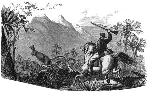 Hunting the Kangaroo.