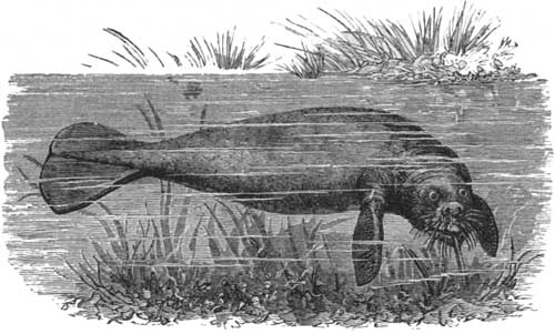 The Manatee or Sea-Cow grazing.