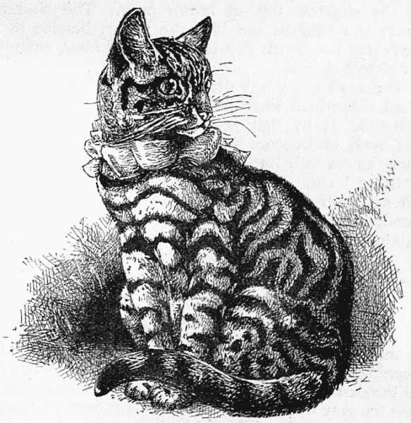 WELL-MARKED PRIZE SILVER TABBY.