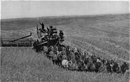 How They Harvest Wheat on the Prairies.