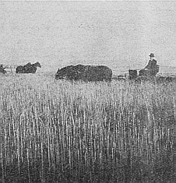 Sizing up quantity of hay per acre he would get from his
hayfield.