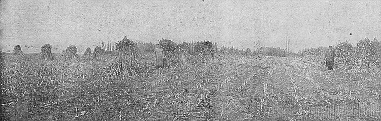 Corn is not generally grown in Western Canada, but this
320 acres shows a splendid yield, and considerable is now grown for
fodder.