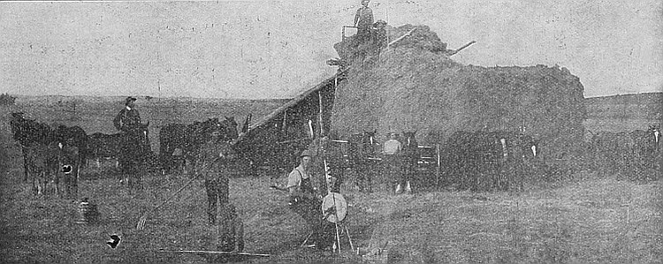 Putting up wild hay in Manitoba, which frequently yields
from 1½ to 2 tons per acre.