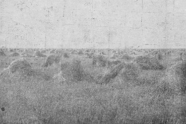 Here is a usual scene in Western Canada during the
harvesting season.