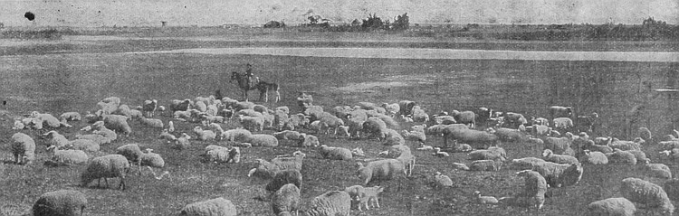 The sheep industry in Western Canada is one of certain
profit. There are many large flocks in all parts of the three
Provinces.