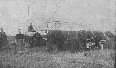 This man is sufficiently modest to start with oxen; in a
year or two they will be replaced by horses. He now farms 320 acres.