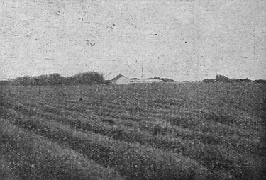 Alfalfa has become a recognized fodder crop in Western
Canada. Large areas are already planted, and it produces abundant
yields.