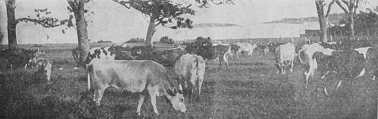 There is no more profitable industry in British Columbia
than that of raising cattle. Dairying is carried on extensively.