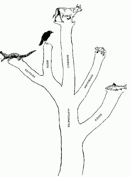 Vertebrate Branches of the Animal Tree.