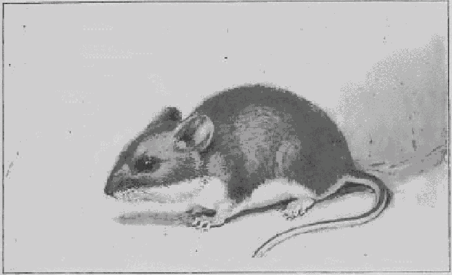 White-footed or Deer Mouse.