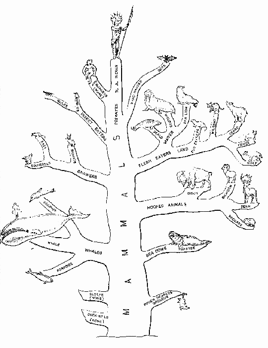 North American Mammal Tree, showing the Chief Branches.
