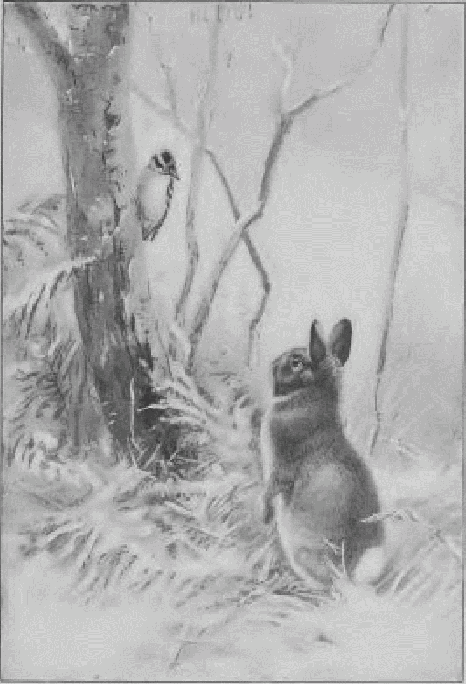 Wood Hare.
