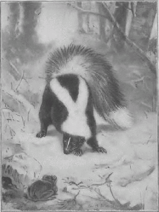 Common Skunk.