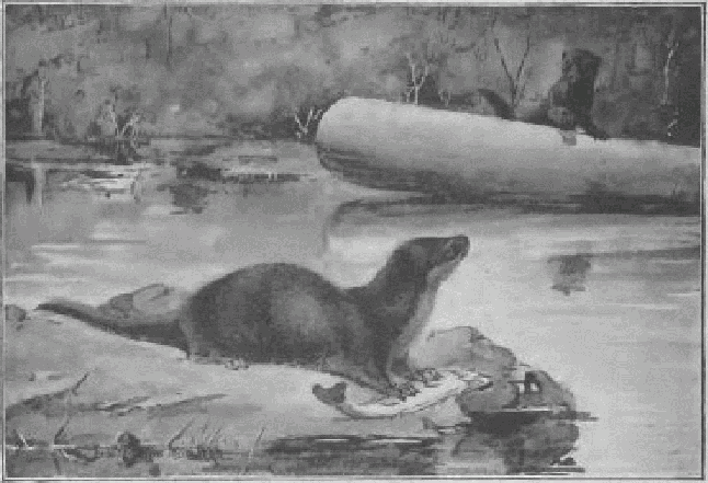 Otter and Fisher.