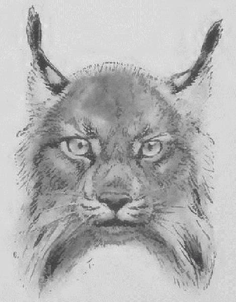 Canada Lynx.