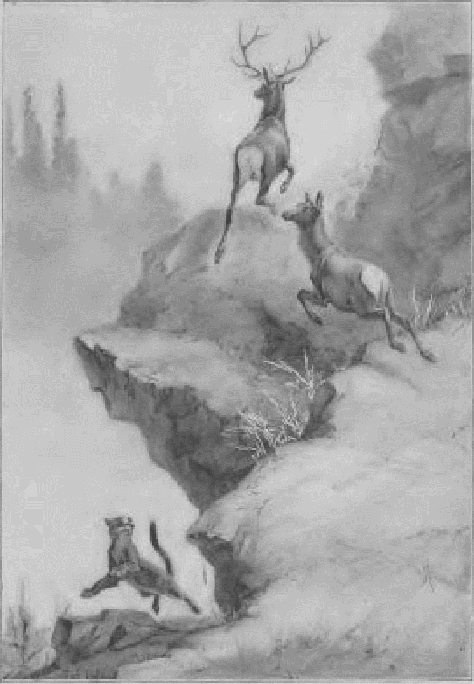 Puma hunting Elk.
