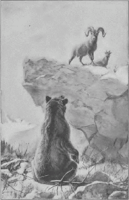 Grizzly Bear and Bighorn Sheep.