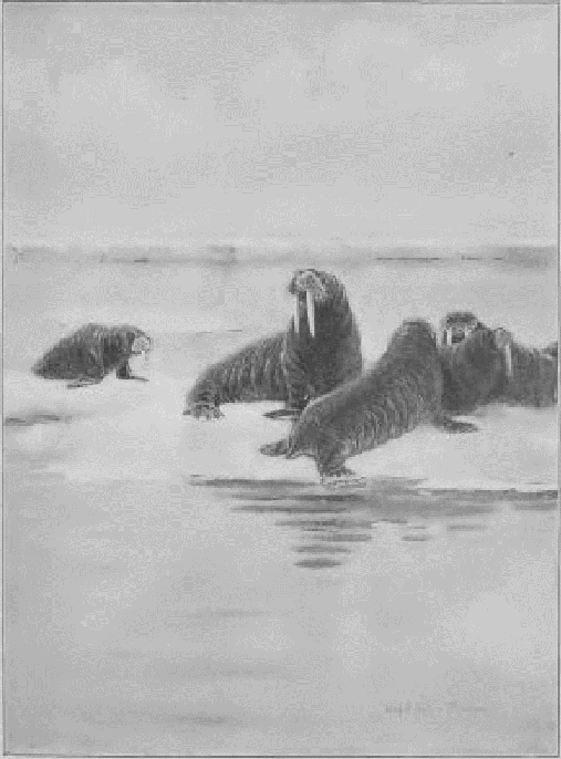 Atlantic Walrus.