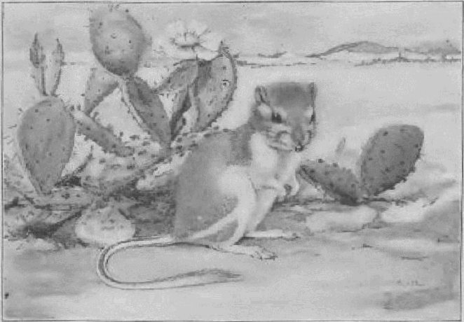 Kangaroo Rat.