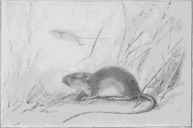 Jumping Mouse.