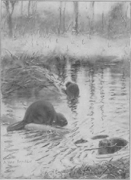 Beavers at Work.