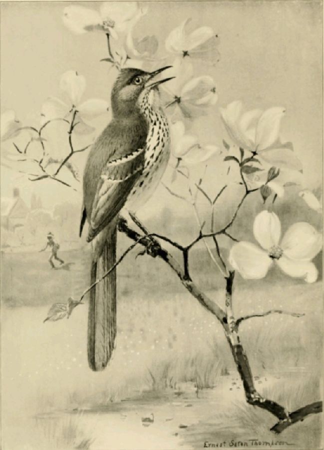THE BROWN THRASHER