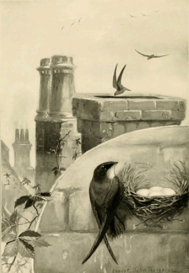 THE CHIMNEY SWIFT