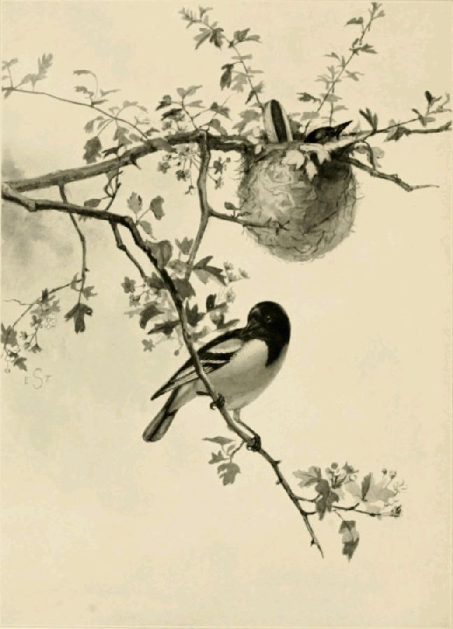 THE BALTIMORE ORIOLE