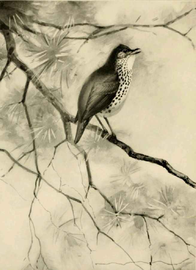 THE WOOD THRUSH