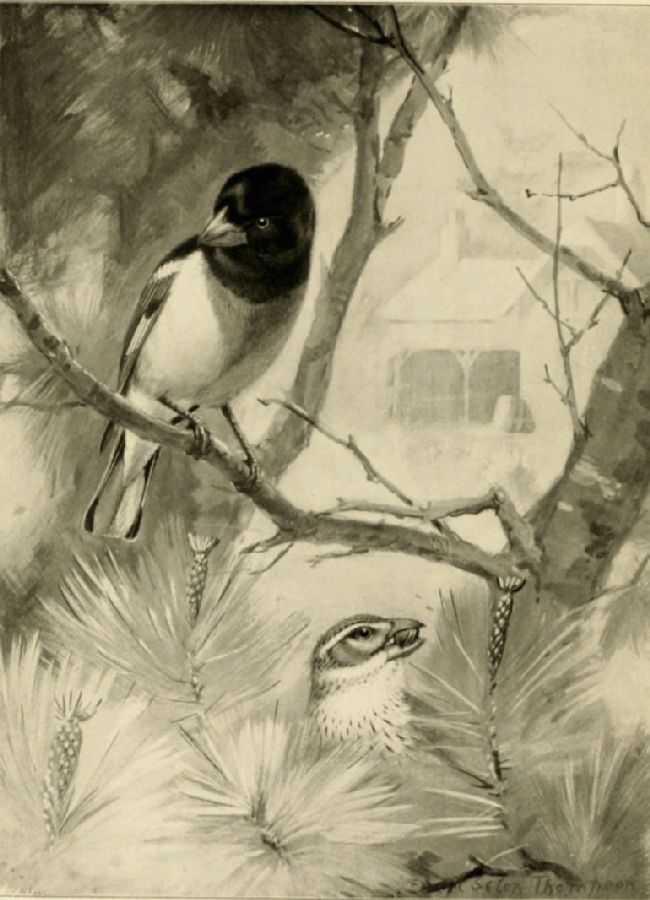 THE ROSE-BREASTED GROSBEAK