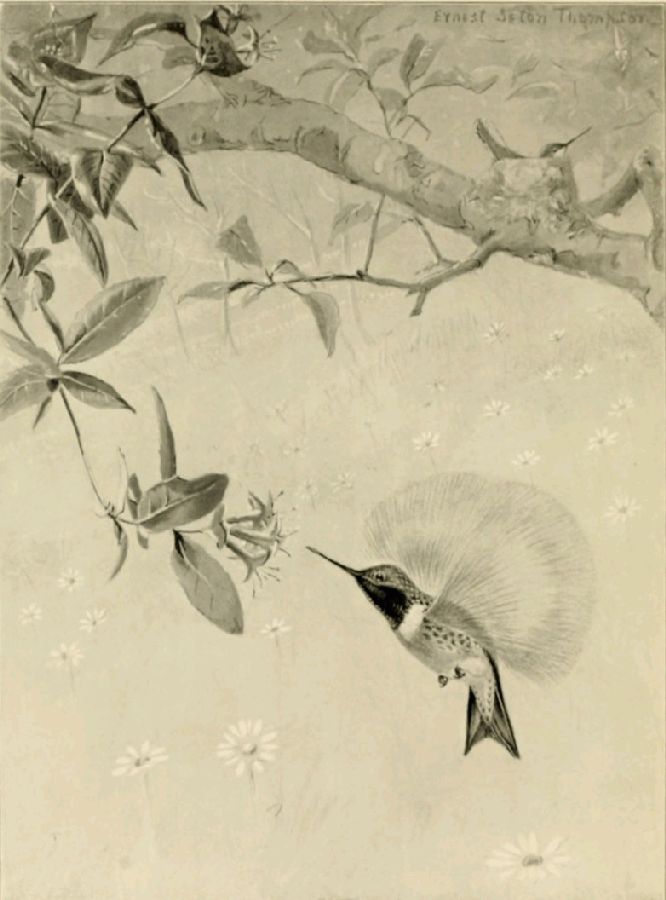 THE RUBY-THROATED HUMMING-BIRD