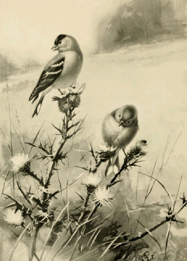 THE GOLDFINCH