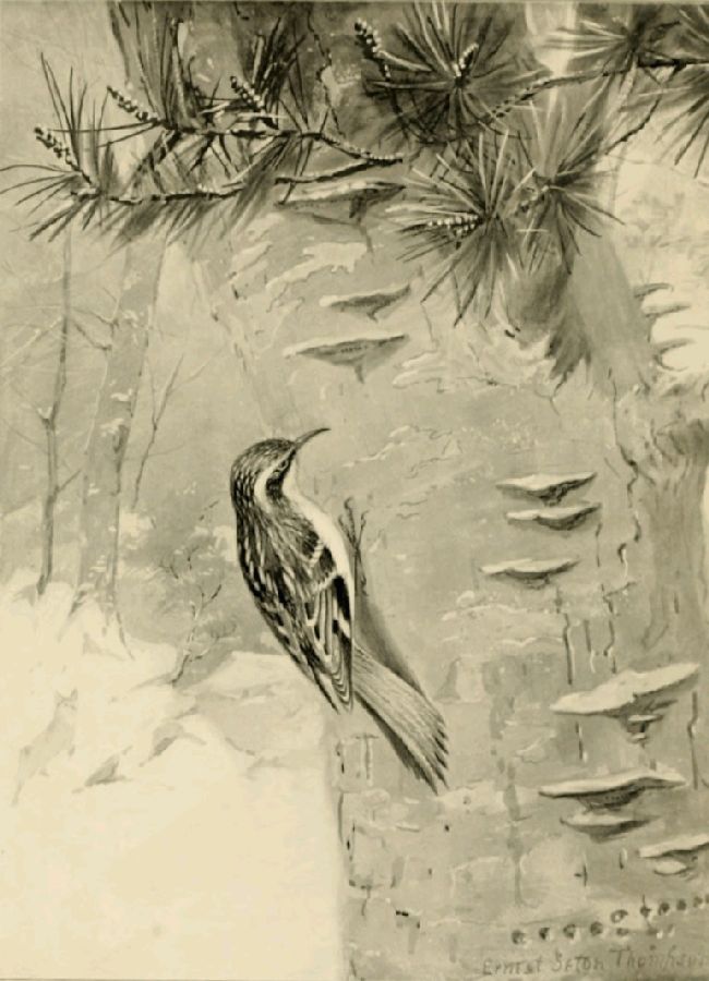 THE BROWN CREEPER