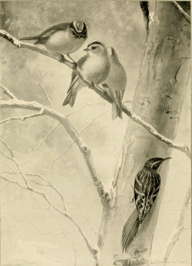 THE GOLDEN-CROWNED KINGLET AND BROWN CREEPER