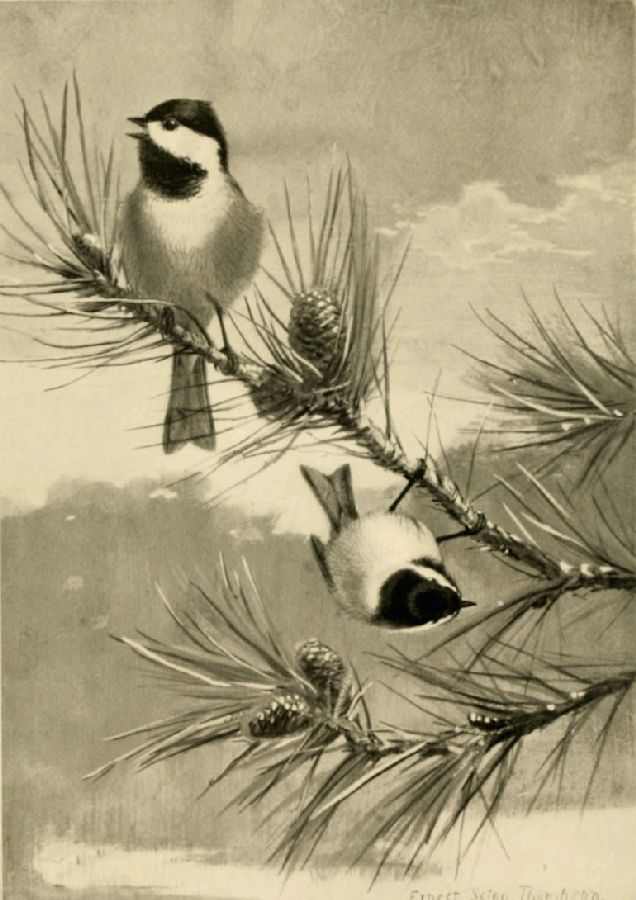 THE CHICKADEE