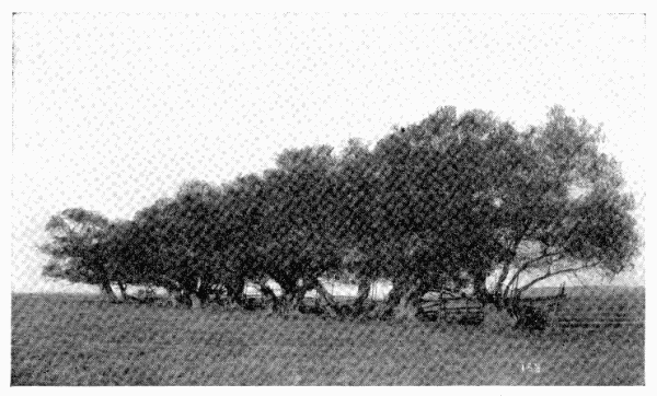 acadian willow-trees