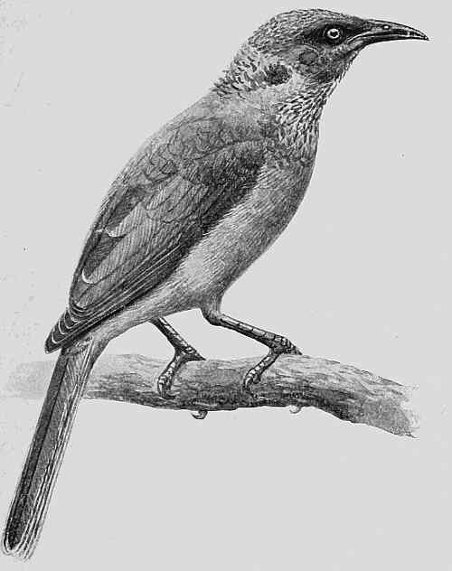 BOURU FRIAR-BIRD