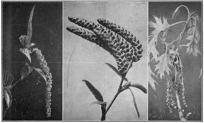 Catkins, staminate and pistillate, of a hornbeam and a birch; catkins and acorn flowers of an oak